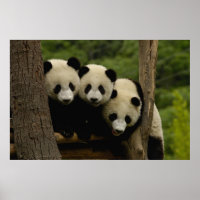 bebês de panda gigante (Ailuropoda melanoleuca)