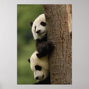 Poster bebês de panda gigante (Ailuropoda melanoleuca)