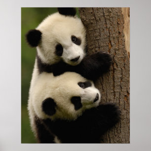 Póster Bebês de panda gigante (Ailuropoda melanoleuca) 2