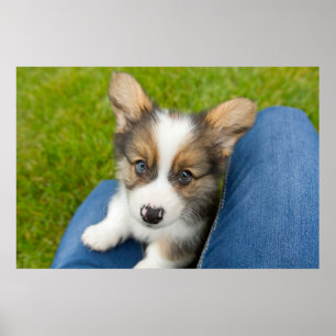 Poster Bebês Mais Pobres Baby Corgi no meu colo