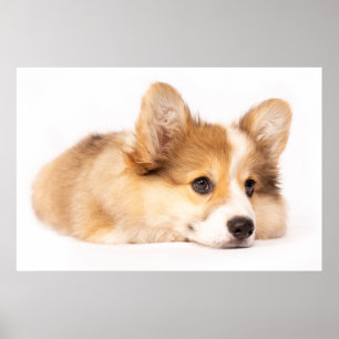 Poster Bebês Mais Pobres Baby Corgi Puppy Portraje