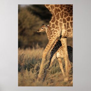 Poster Bebês Mais Pobres Baby Giraffe & Parent