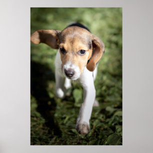 Poster Bebês Mais Pobres   Beagle Puppy