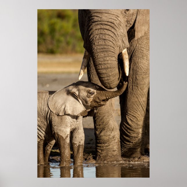 Poster Bebês Mais Pobres | Bebê Elefante e mamã (Frente)