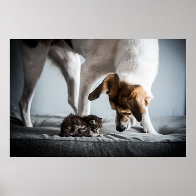 Poster Bebês Mais Pobres | Bebê Kitten e Cachorro (Frente)