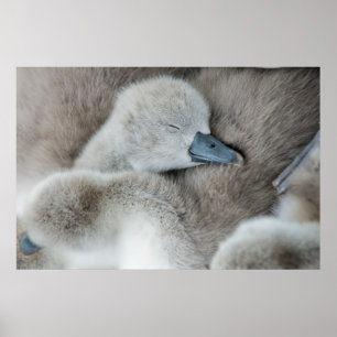 Poster Bebês Mais Pobres   Bebê-Mute Swan