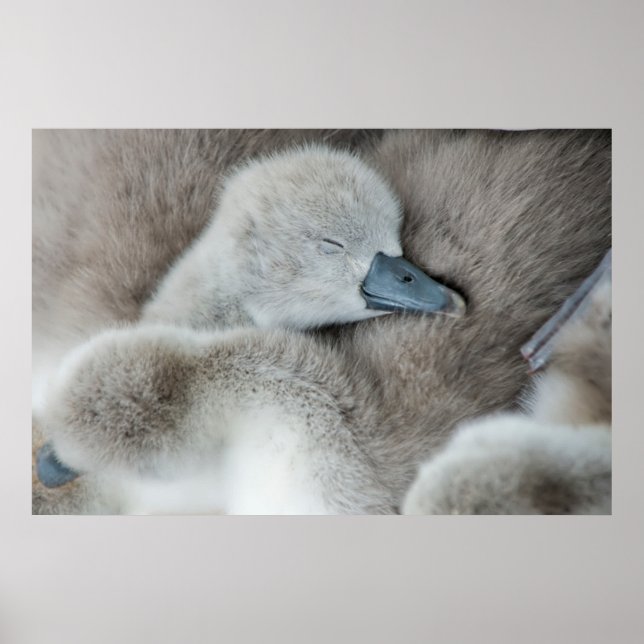 Poster Bebês Mais Pobres | Bebê-Mute Swan (Frente)