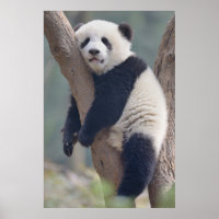 Bebês Mais Pobres | Bebê-Panda-Urso Dormindo