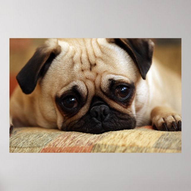 Poster Bebês Mais Pobres | Bebê Pug Puppy (Frente)