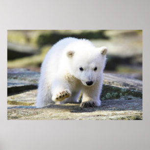 Poster Bebês Mais Pobres Bebê-Urso Polar