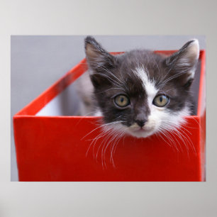 Poster Bebês Mais Pobres   Black & White Kitten