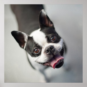 Poster Bebês Mais Pobres Boston Buldog Smile