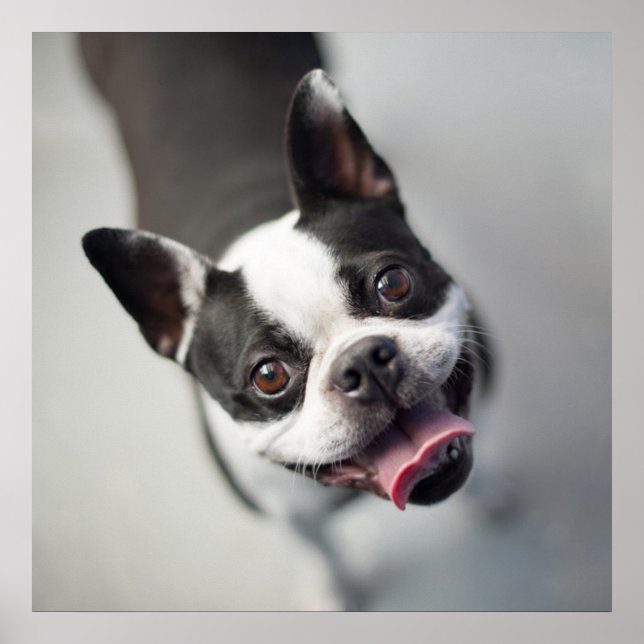 Poster Bebês Mais Pobres | Boston Buldog Smile (Frente)