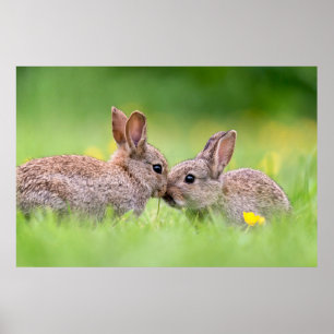 Poster Bebês Mais Pobres Bunny Kiss