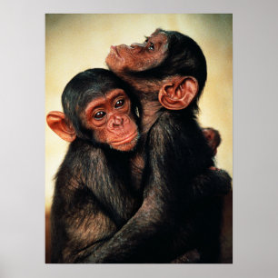 Poster Bebês Mais Pobres   Chimpanzé Hug
