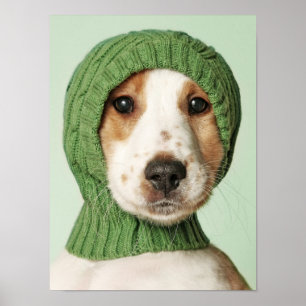 Poster Bebês Mais Pobres   Cocker Spaniel Puppy