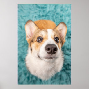 Poster Bebês Mais Pobres   Corgi Doce Face Puppy
