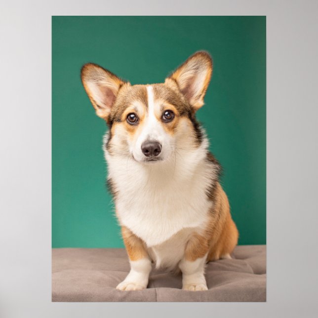 Poster Bebês Mais Pobres | Corgi em Teal (Frente)