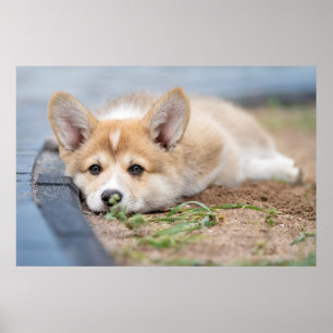 Poster Bebês Mais Pobres Corgi Lay in the Yard