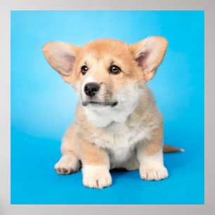 Poster Bebês Mais Pobres Corgi Puppy a azul