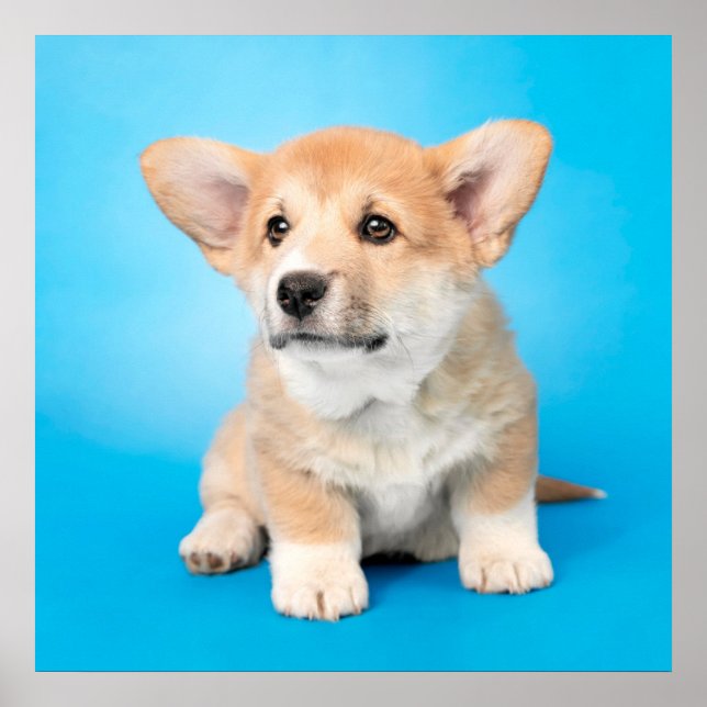 Poster Bebês Mais Pobres | Corgi Puppy a azul (Frente)