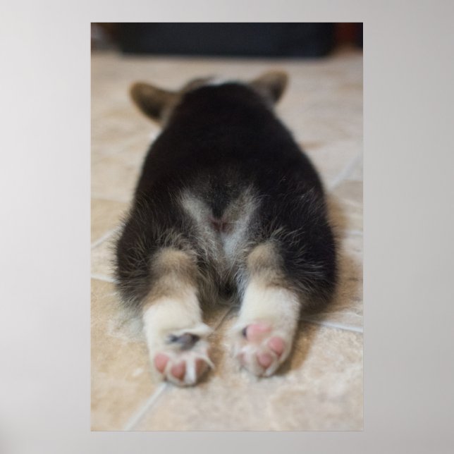 Poster Bebês Mais Pobres | Corgi Puppy Atrás (Frente)