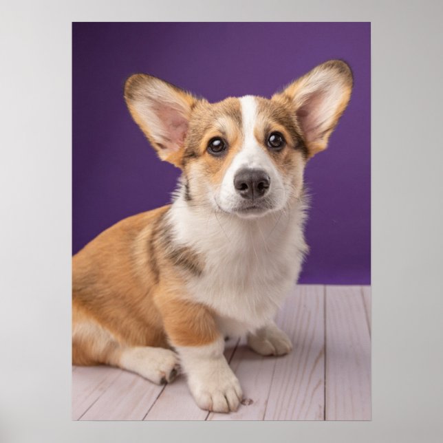 Poster Bebês Mais Pobres | Corgi Puppy em roxo (Frente)
