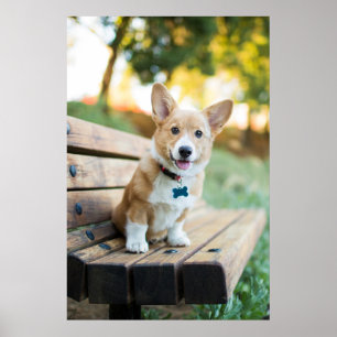 Poster Bebês Mais Pobres Corgi Puppy num banco de estac