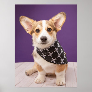 Poster Bebês Mais Pobres   Corgi Puppy Skull Bandana