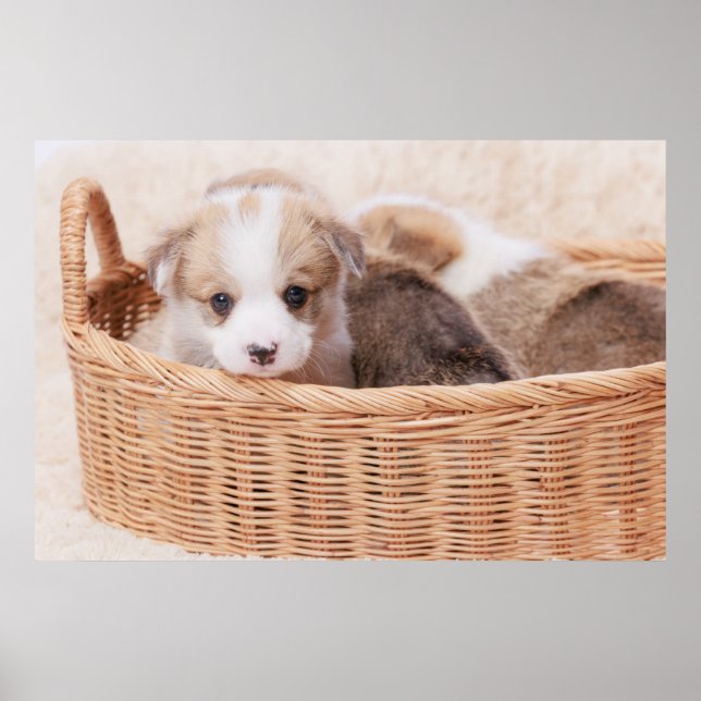 Poster Bebês Mais Pobres | Corgi Tiny Puppy (Frente)
