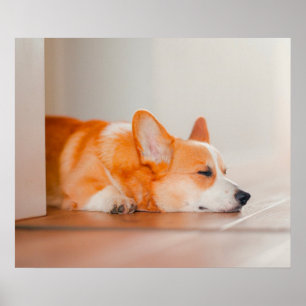 Poster Bebês Mais Pobres Dormência De Corgi