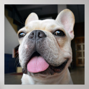 Poster Bebês Mais Pobres   Face de Buldogue Francesa