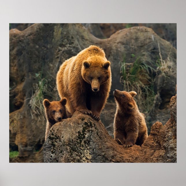 Poster Bebês Mais Pobres | Família Brown Bear (Frente)