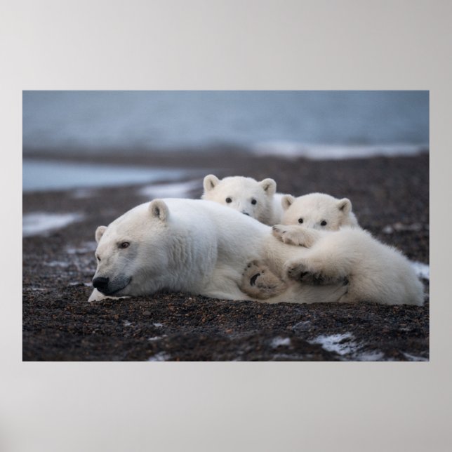 Poster Bebês Mais Pobres | Família Polar Bear Alaska (Frente)