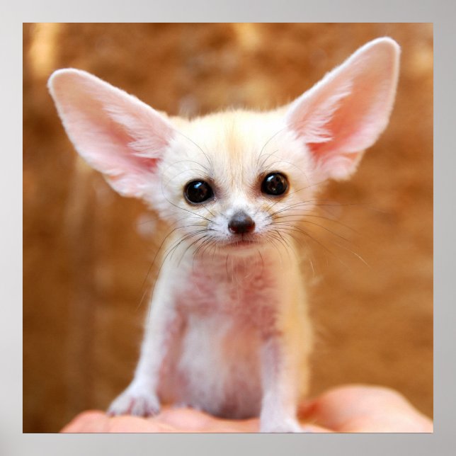 Poster Bebês Mais Pobres | Fennec Fox (Frente)