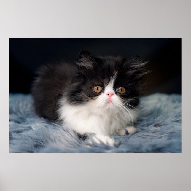 Poster Bebês Mais Pobres | Fluffy B&W Kitten (Frente)