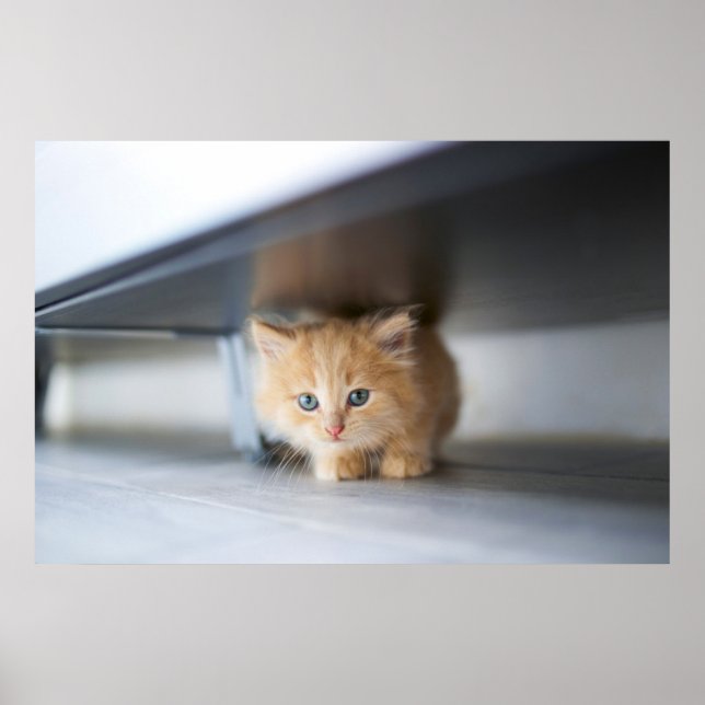 Poster Bebês Mais Pobres | Fluffy Orange Kitten (Frente)
