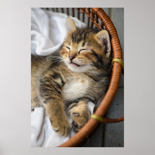 Poster Bebês Mais Pobres | Gato-Gato-Gato (Frente)