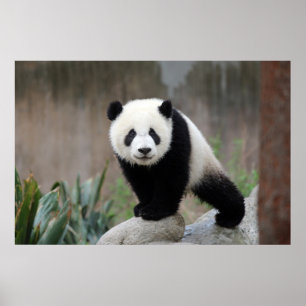 Poster Bebês Mais Pobres Giant Panda Baby