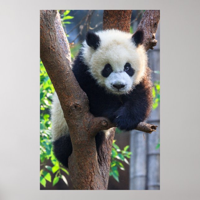 Poster Bebês Mais Pobres | Giant Panda Cub (Frente)