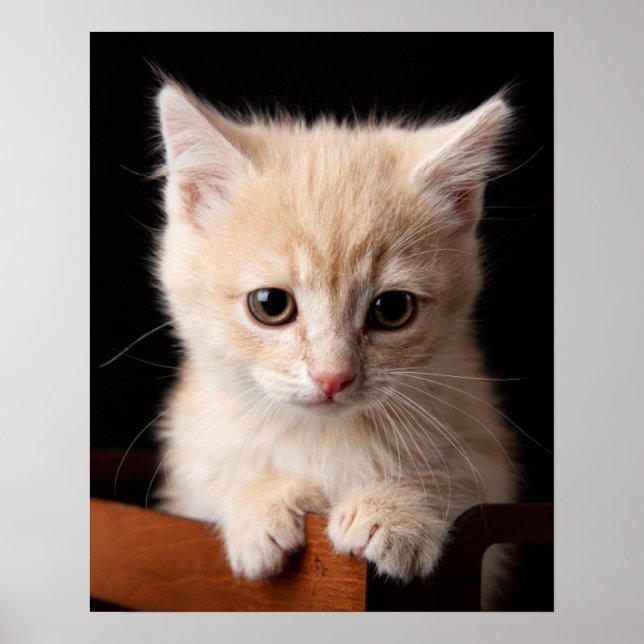 Poster Bebês Mais Pobres | Ginger Kitten (Frente)