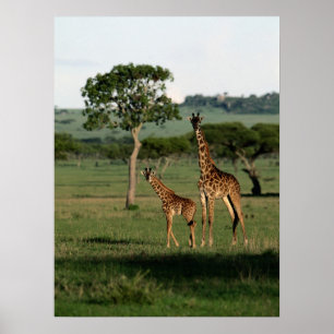 Poster Bebês Mais Pobres Giraffe Calf & Mama