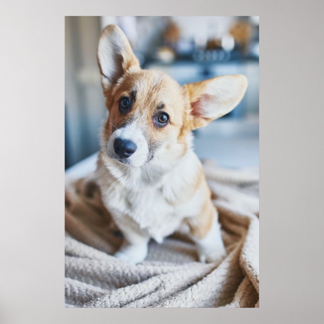 Poster Bebês Mais Pobres | Inclinação da cabeça de Corgi (Frente)
