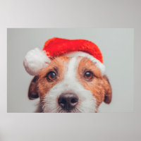 Bebês Mais Pobres | Jack Russell Dog Santa Claus