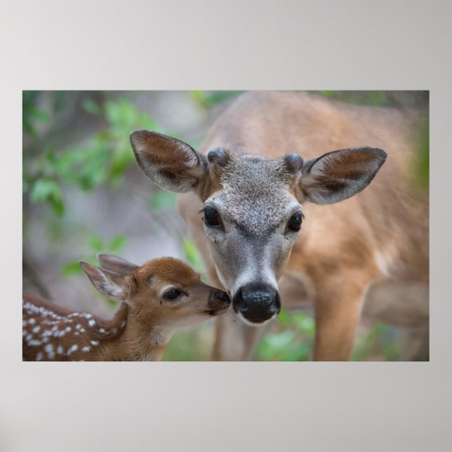 Poster Bebês Mais Pobres | Key Deer Stag & Fawn (Frente)