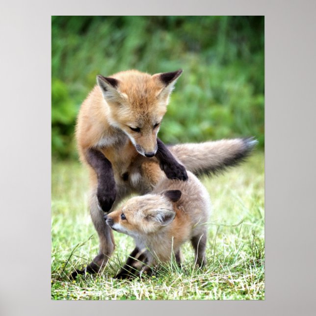 Poster Bebês Mais Pobres | Kit Fox Adorável e Mama (Frente)