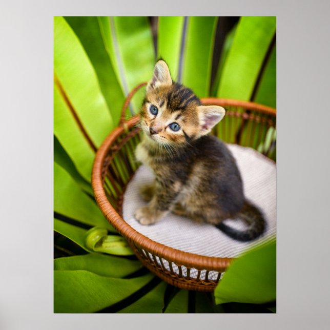 Poster Bebês Mais Pobres | Kitten no cesto (Frente)