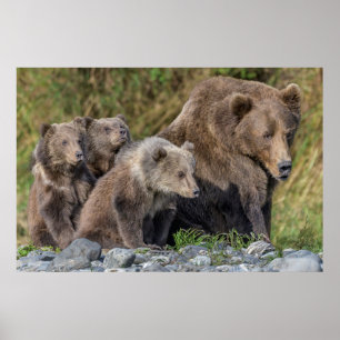 Poster Bebês Mais Pobres   Kodiak Mama Bear & Cubs