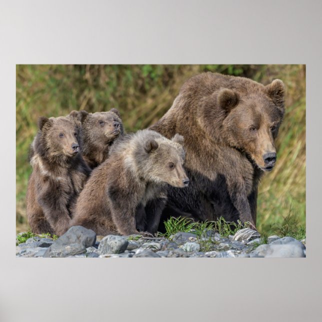 Poster Bebês Mais Pobres | Kodiak Mama Bear & Cubs (Frente)