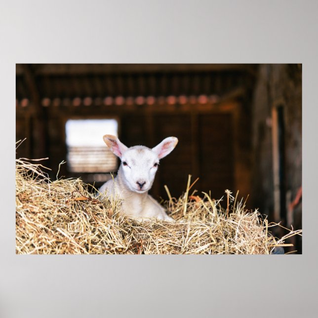 Poster Bebês Mais Pobres | Lamas recém-nascidas (Frente)